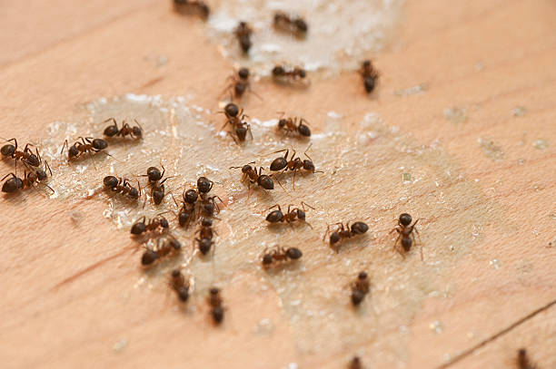 Best Ant Control Services  in Pensacola, FL